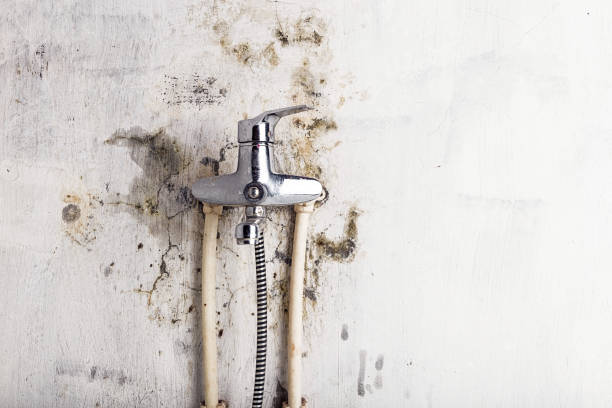 Best Mold Cleaning Services  in Vandergrift, PA