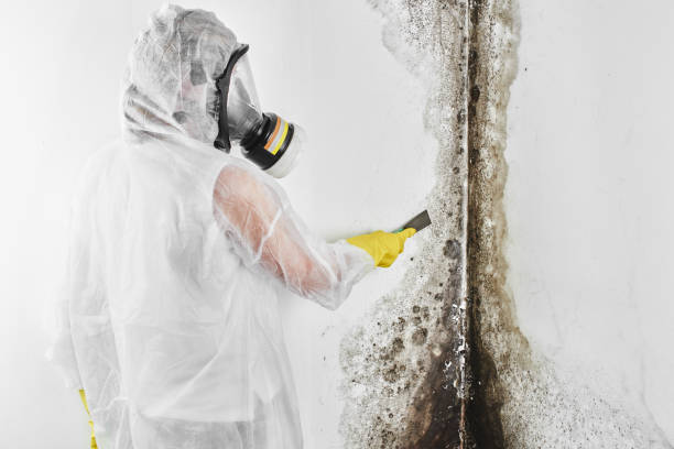Best Residential Mold Removal  in Vandergrift, PA
