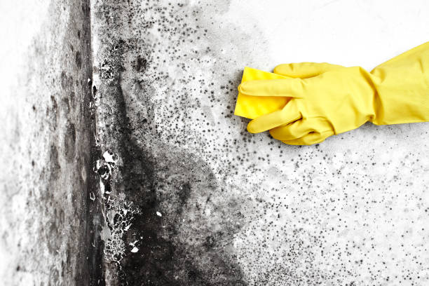 Best Mold Inspection  in Vandergrift, PA