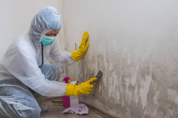 Best Toxic Mold Removal  in Vandergrift, PA