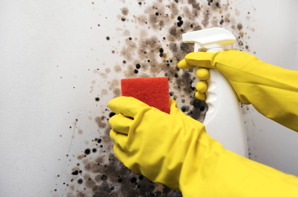 Best Toxic Mold Removal  in Vandergrift, PA