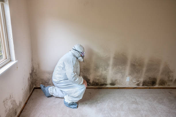 Best Professional Mold Removal  in Vandergrift, PA