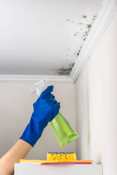 Best Mold Testing  in Vandergrift, PA